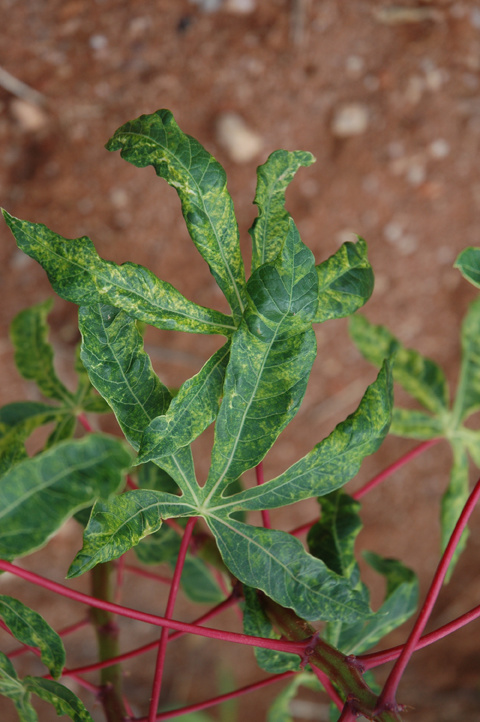 Symptômes de mosaïque du manioc à Madagascar