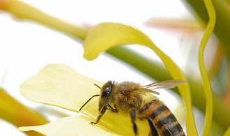 Abeilles - Longose © A.Franck - Cirad