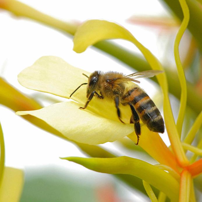 Abeilles - Longose © A.Franck - Cirad
