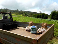 Bottes d'ail © Cirad - Alexandre Reteau