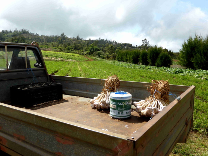 Bottes d'ail © Cirad - Alexandre Reteau