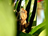 Calotes versicolor sur pied de manioc © Reteau Alexandre