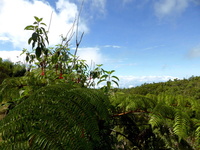 La Réunion, « hot spot » de biodiversité végétale © Reteau Alexandre