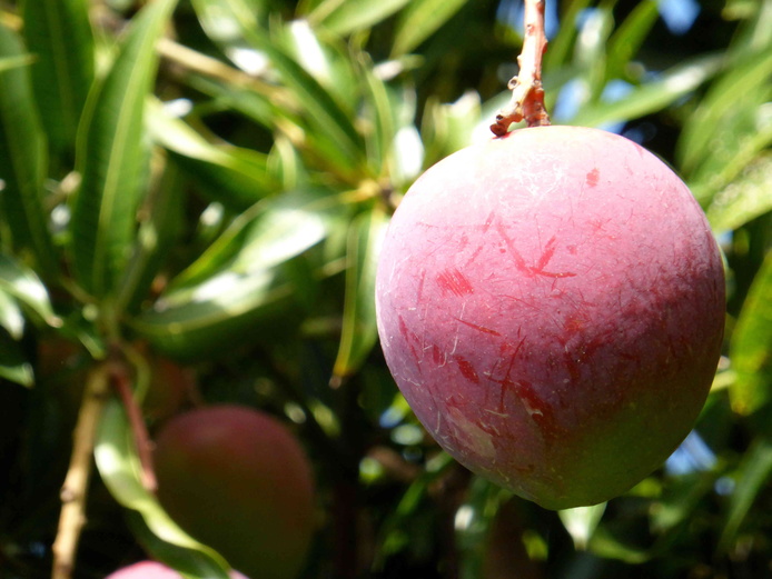 Mangifera indica © Reteau Alexandre