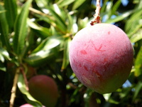 Mangifera indica © Reteau Alexandre