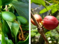 Cerises d'un caféier Bourbon pointu et d'un caféier classique © Reteau Alexandre - Cirad