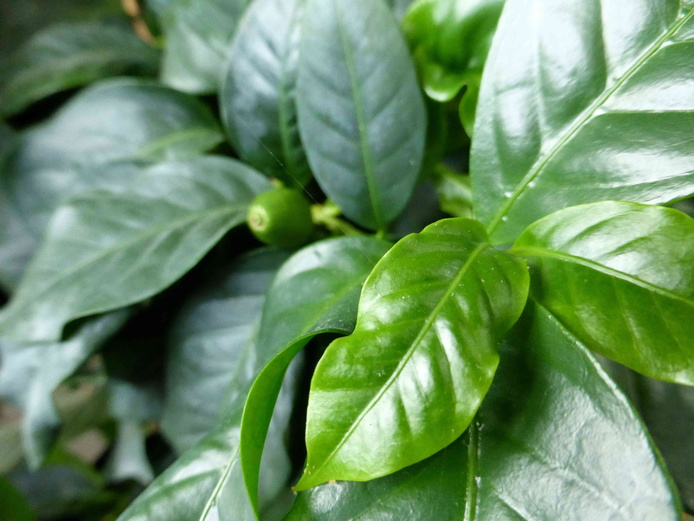 Feuilles d'un caféier Bourbon pointu © Reteau Alexandre - Cirad