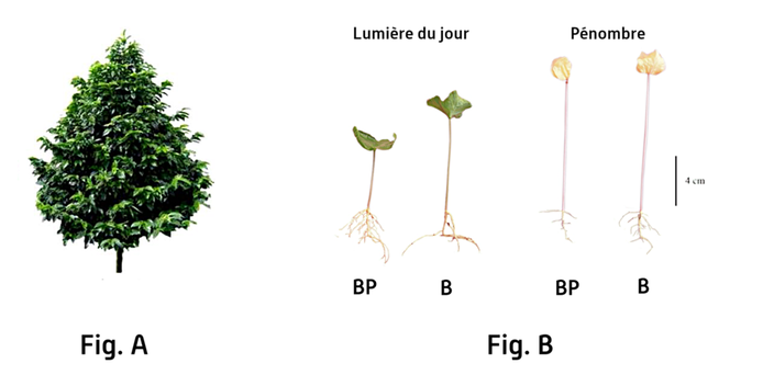Bourbon pointu et plantules © Coopérative Bourbon pointu et Sophie Adler