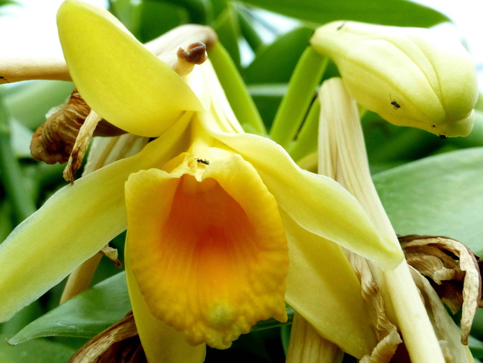 Fleur de Vanille - Collections du CRB © Reteau Alexandre - Cirad