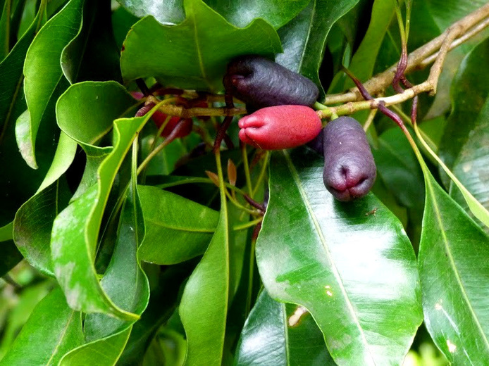 Giroflier et clou de girofle © Eric Penot