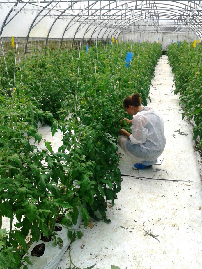 Dénombrement dans une serre d'expérimentation © La Coccinelle