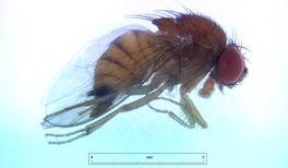 Drosophila suzukii - habitus femelle © ANSES