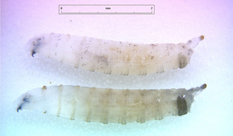Drosophila suzukii - larves © ANSES