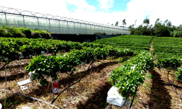 Fraisiers en système hors sol sur pain de coco © DAAF