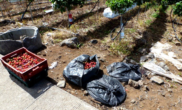 Séparation des fraises intactes des fraises gâtées © DAAF