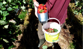 Séparation des fraises intactes des fraises gâtées © DAAF