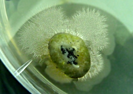 Champignon endophyte en culture in vitro © H.Kodja