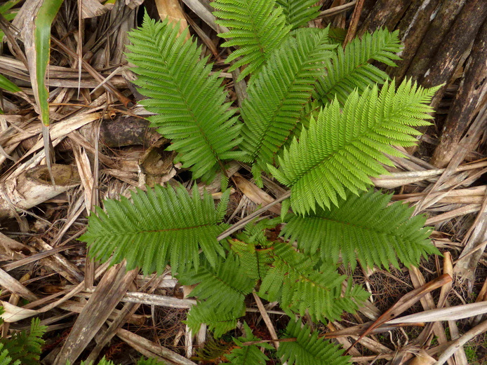 Ctenitis maritima © Reteau Alexandre