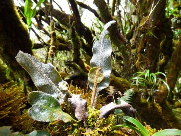 Elaphoglossum splendens © Hugo Santacreu - Pl@ntnet