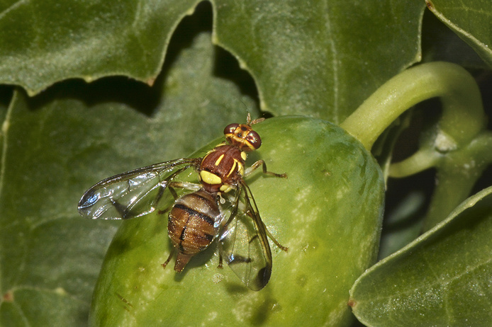 Bactrocera cucurbitae sur la cucurbitacée Coccinia grandis © Antoine Franck - Cirad