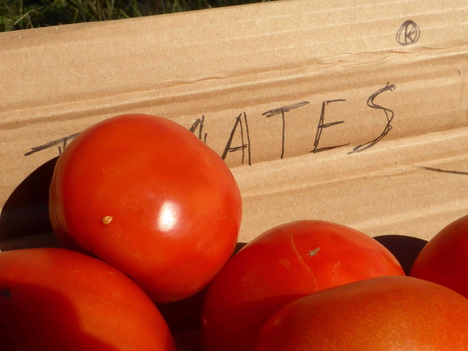 Tomates et brevets © Reteau Alexandre