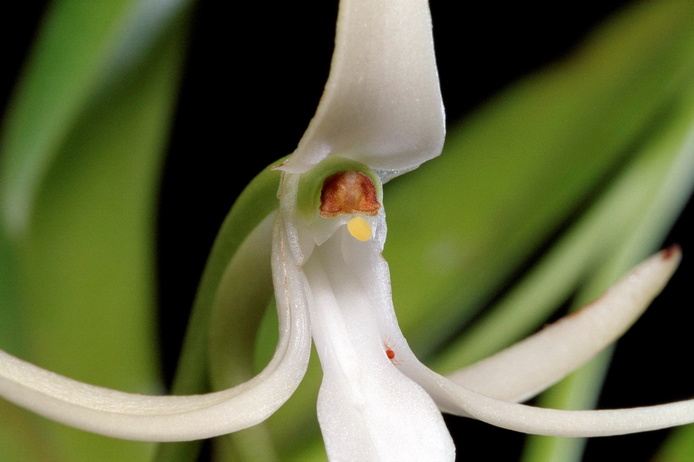 « Jumellea recta » © Philippe Schoettel Wikimedia Commons