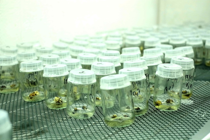 Vitroplants de banane © David Teyssedre 