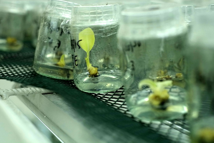 Vitroplants de banane © David Teyssedre