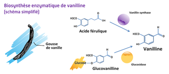 Biosynthèse enzymatique de vanilline  © Cirad - Alexandre Reteau