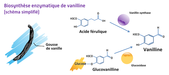 Biosynthèse enzymatique de vanilline  © Cirad - Alexandre Reteau