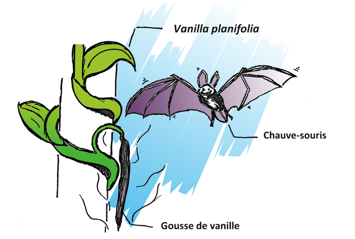 Chauve-souris par l'odeur alléchée lien  © Cirad - Alexandre Reteau
