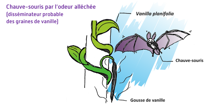 Chauve-souris par l'odeur alléchée  © Cirad - Alexandre Reteau