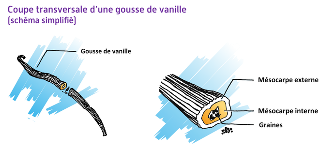 Coupe transversale d'une gousse de vanille  © Cirad - Alexandre Reteau