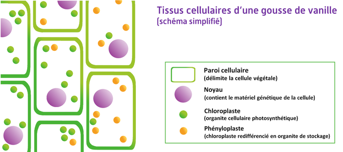 Tissus cellulaires d'une gousse de vanille © Cirad - Alexandre Reteau