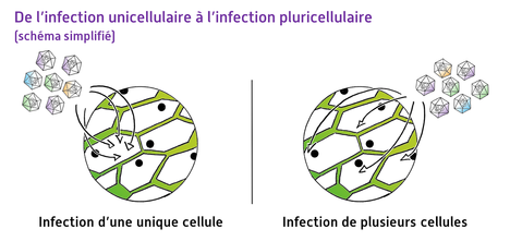 De l'infection unicellulaire à l'infection pluricellulaire © Reteau Alexandre