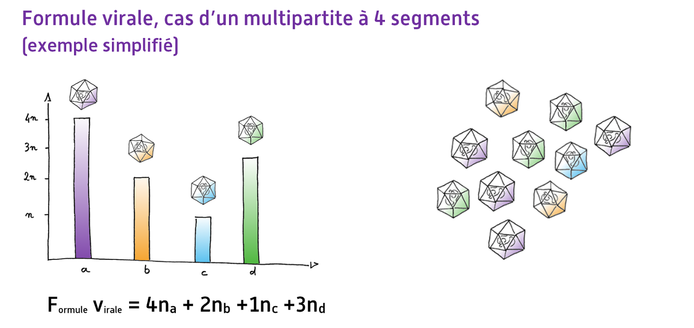 Formule virale, cas d'un multipartite à 4 segments © Reteau Alexandre