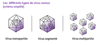 Les différents types de virus connus © Reteau Alexandre