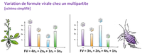 Variation de formule virale chez un multipartite © Reteau Alexandre