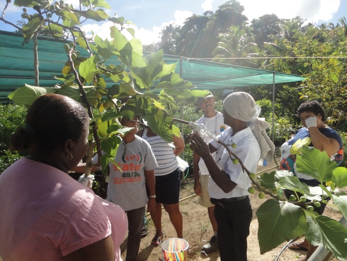 Auguste Tailamé © Cirad
