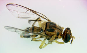 Bactrocera dorsalis mâle © Anses - LSV unité d’entomologie