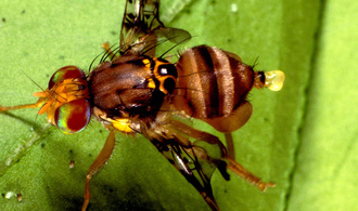 Ceratitis rosa, appel phéromonal du mâle © D. Vincenot