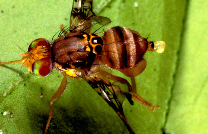 Ceratitis rosa, appel phéromonal du mâle © D. Vincenot