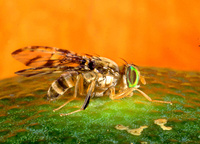 Ceratitis rosa mâle © D. Vincenot