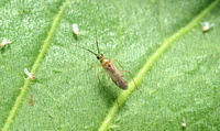 Nesidiocoris volucer, auxiliaire des cultures et prédatrice d'aleurodes © J.C. Streito