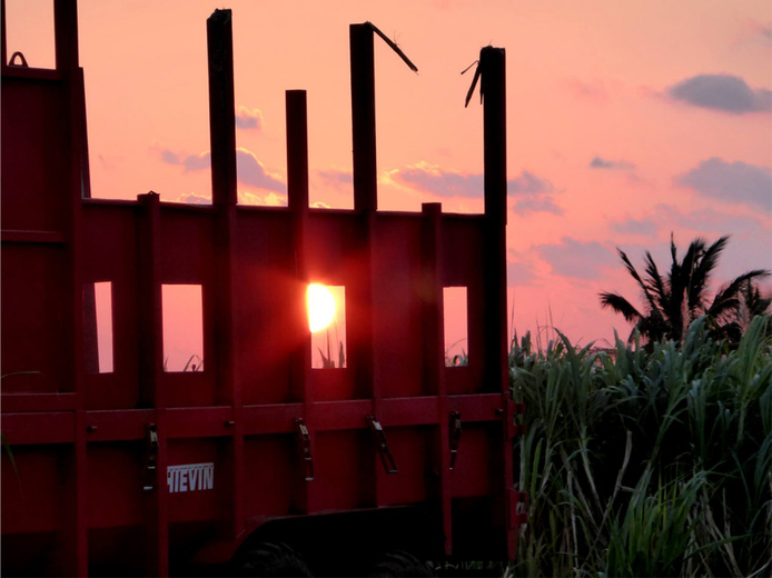 Remorque agricole et canne à sucre à La Réunion © Alexandre Reteau