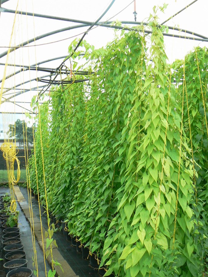 Collection d'ignames sous serre © Projet Safe PGR