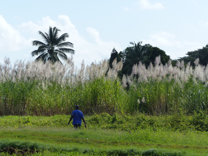 Collection de canne à sucre au champ © Projet Safe PGR