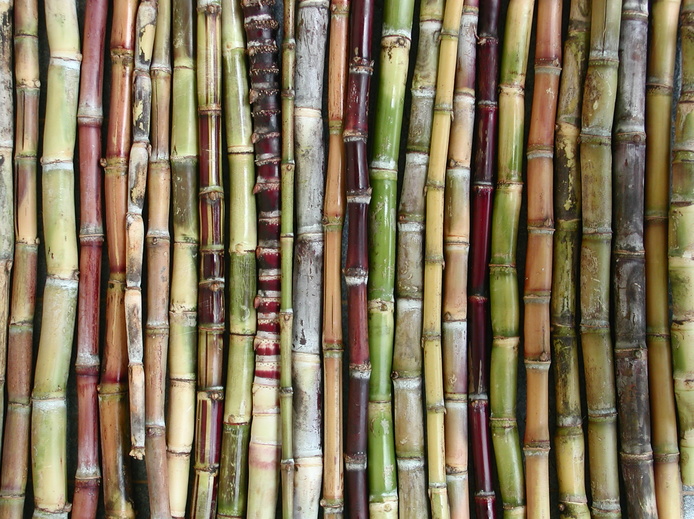 Diversité variétale de canne à sucre © Projet Safe PGR