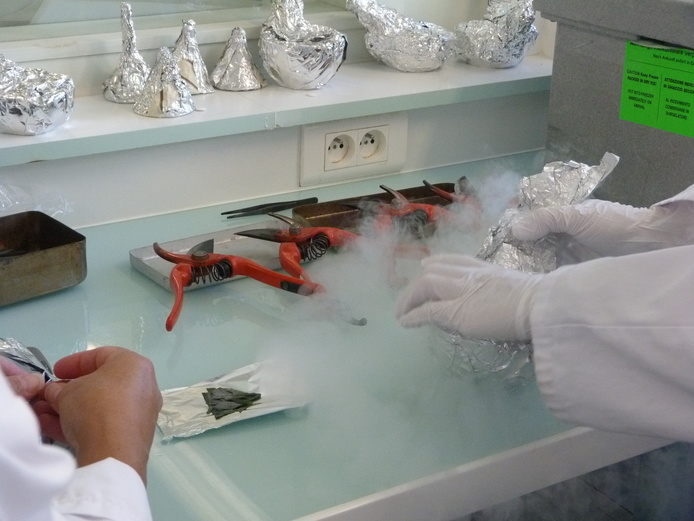 Préparation de séquençage © Projet Safe PGR