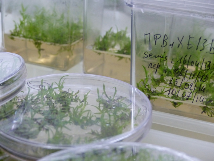 Vitroplants de canne à sucre © Projet Safe PGR